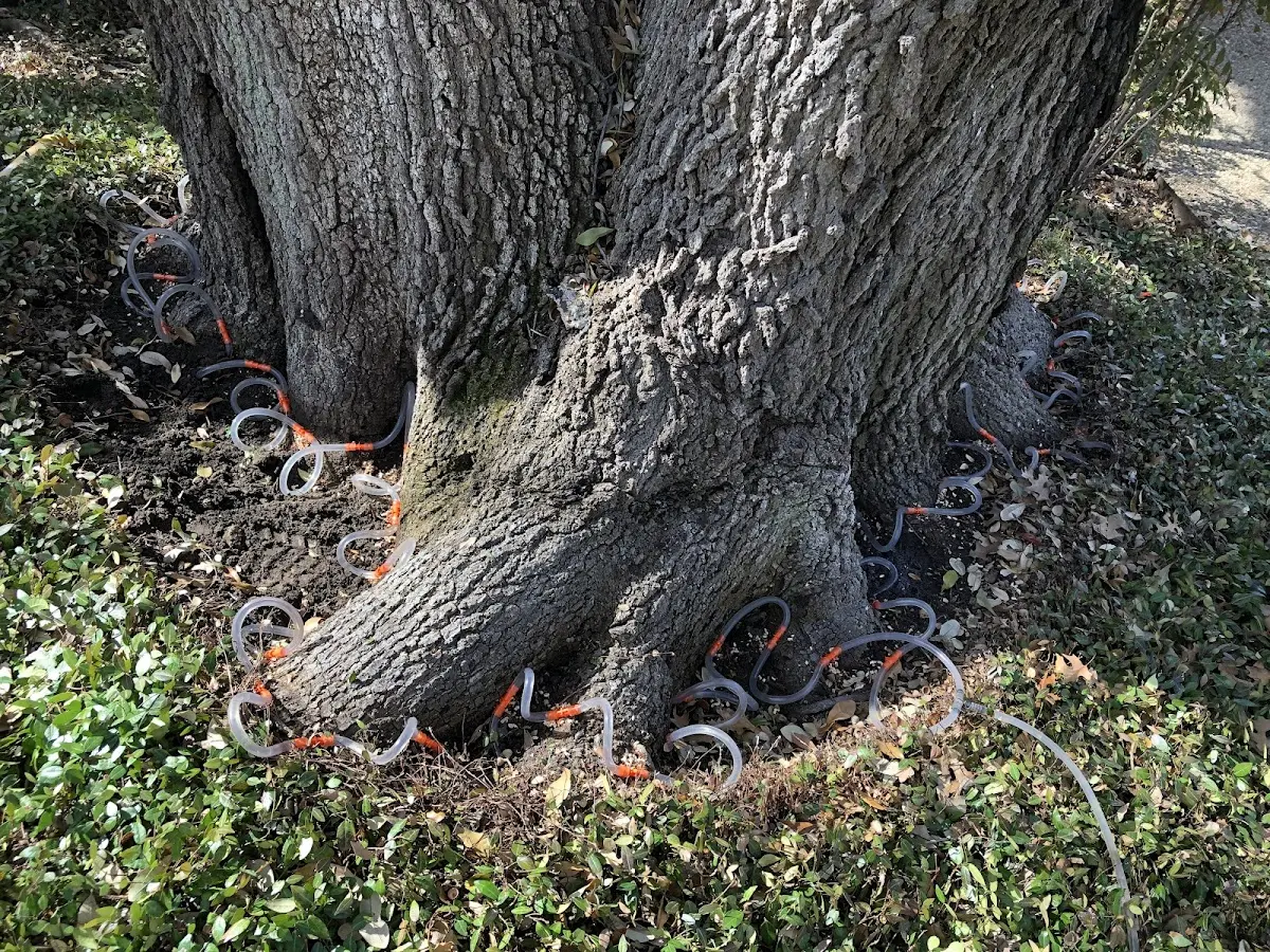 Detailed Tree Cabling and Bracing job site in Dos Rios
