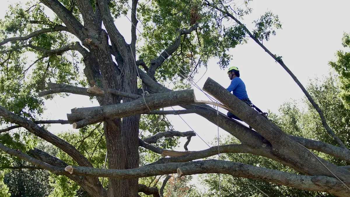 Professional Crown Thinning performed by certified arborists in Dos Rios